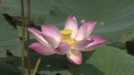 Mekong-lotus-flower