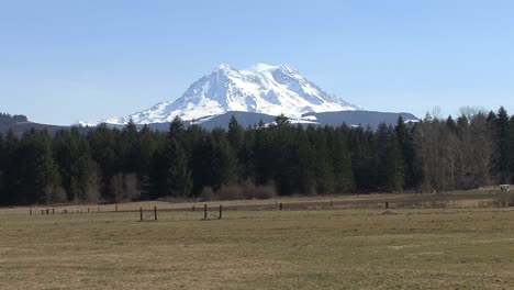 Mount-Rainier-über-Dem-Wald