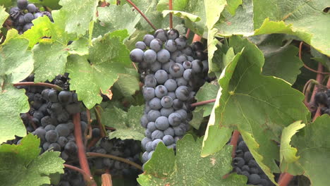 Grapes-on-vine-in-the-Nemea-region