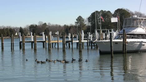 St.-Michael-Enten-Schwimmen