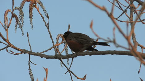 Robin-Cantando-En-Un-árbol-Floreciente