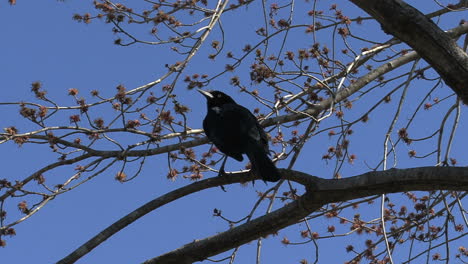 Blackbird-in-a-tree