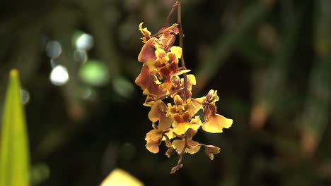 Orquídeas-Amarillas