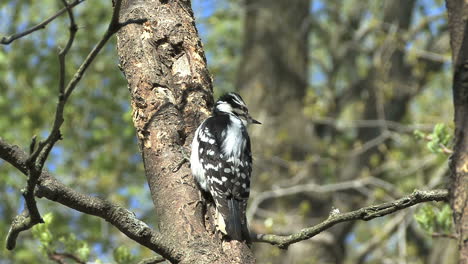 Downy-woodpecker-female