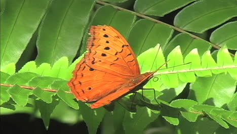 Oranger-Schmetterling-Auf-Grünen-Blättern