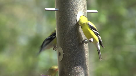 American-goldfinch-feeding