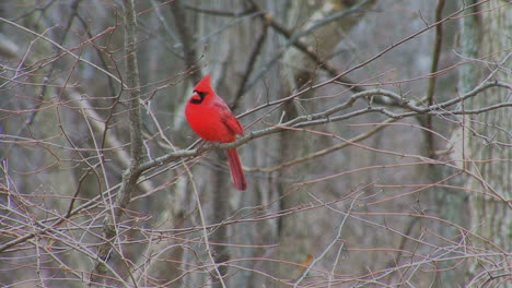 Cardinal-looks-around