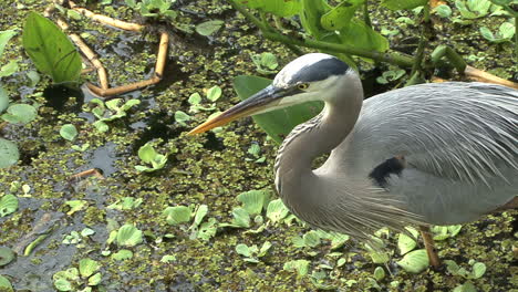 Florida-Great-Blue-Heron-closeup