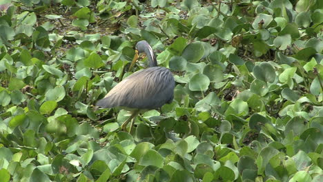 Florida-Great-Blue-Heron-Stalking