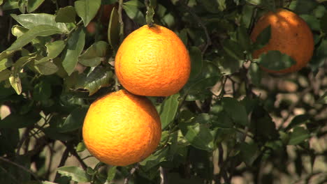 Florida-Oranges-on-a-tree
