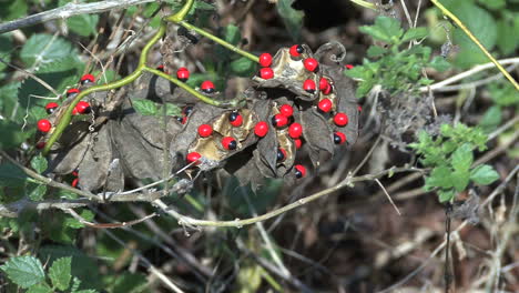 Florida-poisonous-red-and-black-seeds