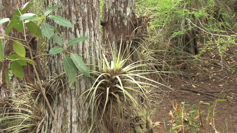 Florida-Tillandsia-Luftpflanze-Air