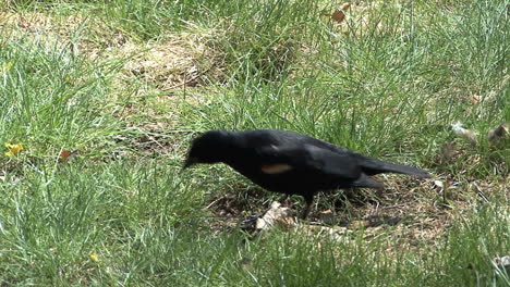 Red-winged-blackbird-on-ground