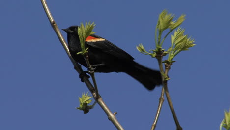 Red-winged-blackbird-spring-tree