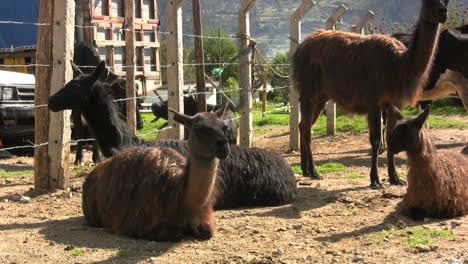 Ecuador-Llamas-En-Un-Mercado