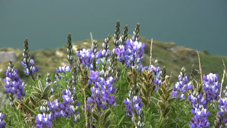 Blue-lupine-flowers