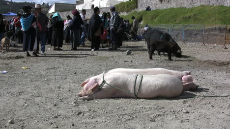 Ecuador-schweine-Auf-Dem-Markt-Gefesselt