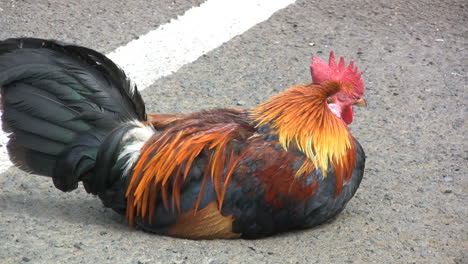 Colorful-rooster-sitting-on-pavement