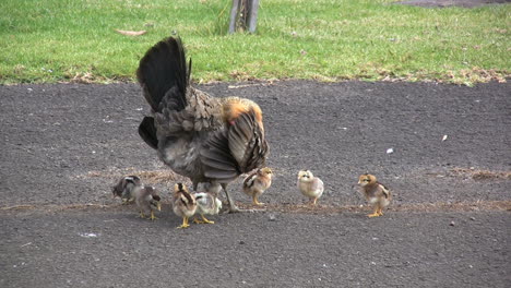 Kauai-Hen-with-baby-chicks