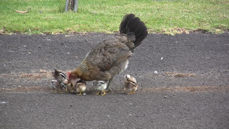 Kauai-Hen-and-baby-chicks-pecking-on-ground