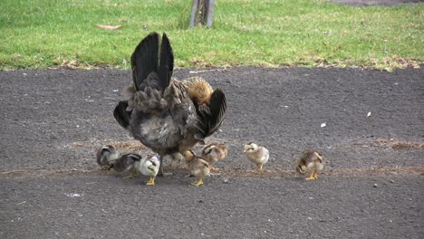 Kauai-Hen-and-baby-chicks-4