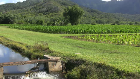 Bewässerungskanal-Und-Taro-Patches-In-Kauai