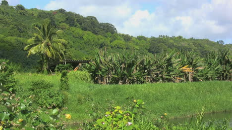 Paisaje-De-Kauai-Con-Plátanos