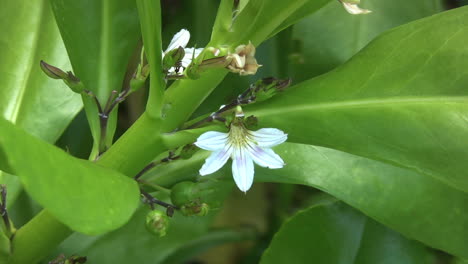 Naupaka-mythic-Hawaiian-flower
