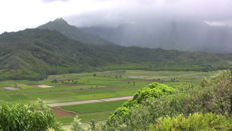 Rain-and-taro-paddies-in-Kauai