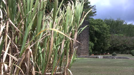 Sugar-cane-and-mill-ruins-in-Kauai
