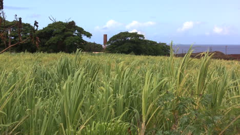 Sugar-cane-and-sugar-mill-in-Kauai