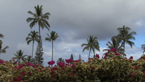 Maui-Flowers-and-palms-at-Hana-3