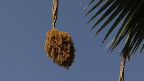 Maui-Fruit-on-palm-tree-close-up
