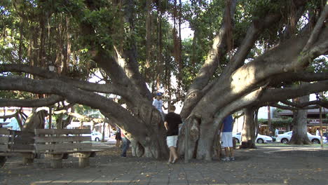 Histórico-árbol-De-Higuera-En-Lahaina