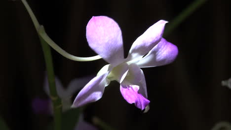 Lavendar-flower
