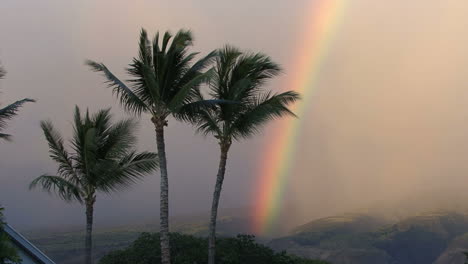 Palmen-Im-Wind-Und-Regenbogen
