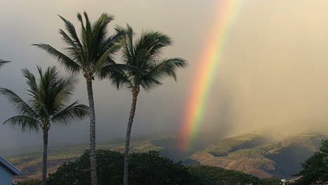 Maui-Palms-with-a-vivid-rainbow