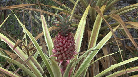 Pineapple-plant