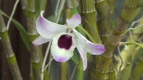 Orquídea-Púrpura-Y-Lavanda-De-Maui