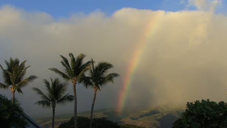 Maui-Rainbow-with-waving-palms-2