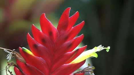 Maui-Red-bromeliad-fnflorenscence