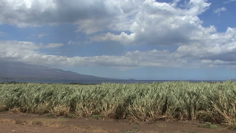 Maui-Sugar-cane-field-and-sky-2