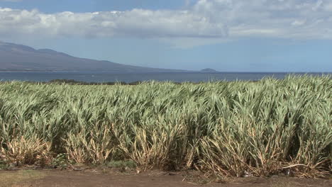 Maui-Sugarcane-field-in-sunshine-2