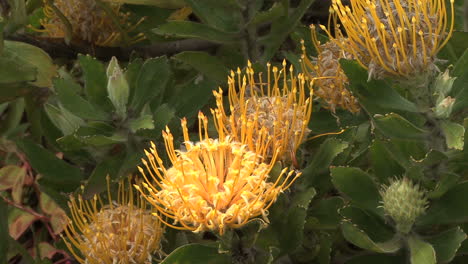 Maui-Protea-Flores-Amarillas