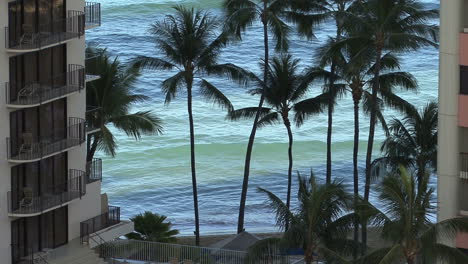 Waikiki-palm-trees-and-waves