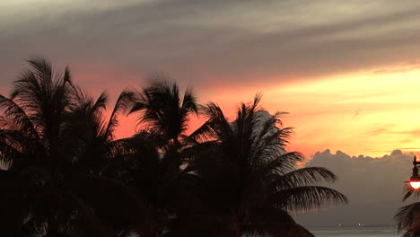 Waikiki-Palmen-Und-Sonnenuntergangsglühen