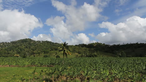 St.-Lucia-Bananenplantage-Mit-Wolken