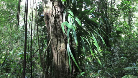 Dominica-rainforest-leaves-in-sun