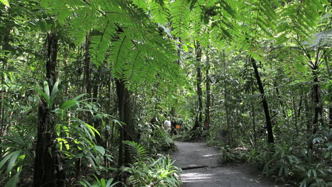 Camino-De-La-Selva-Dominica