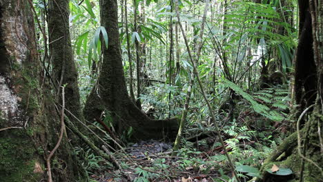 Dominica-rainforest-view